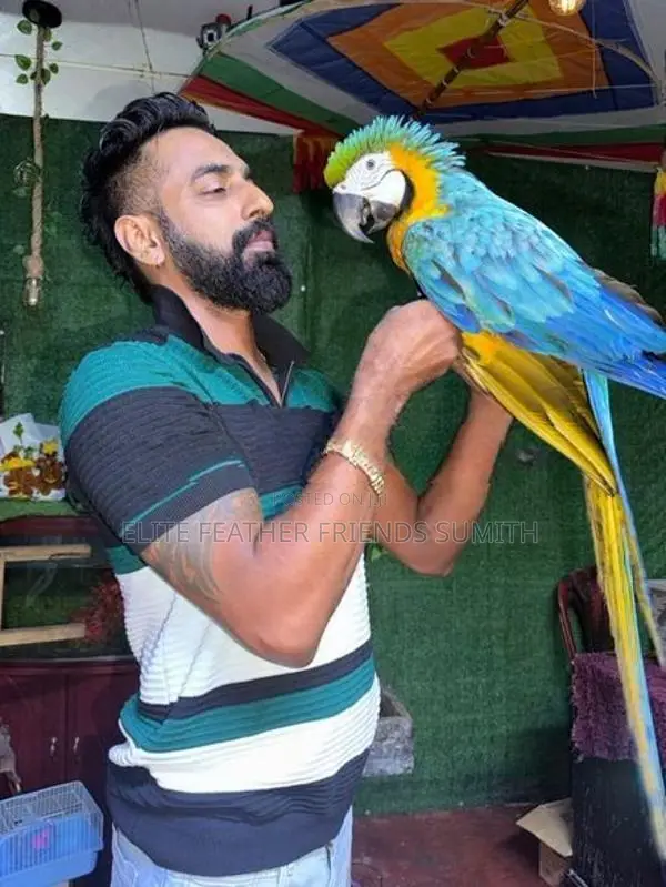 Blue With Gold Macaw