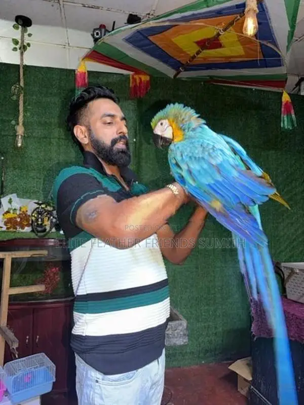 Blue With Gold Macaw