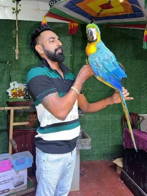 Blue With Gold Macaw