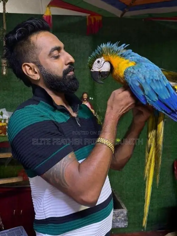 Blue With Gold Macaw