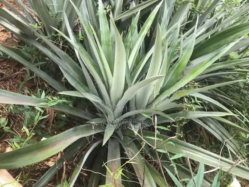 Pineapple Plants - අන්නාසි පැළ