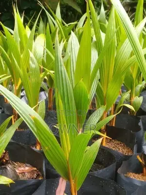 තැඹිලි පැළ