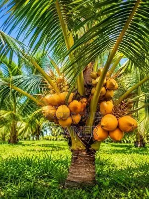 තැඹිලි පැළ