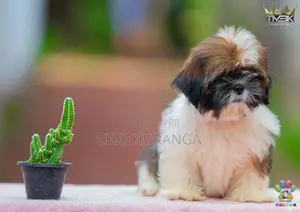 Shih Tzu Puppies