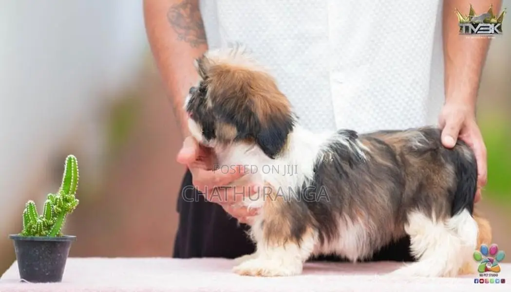 Shih Tzu Puppies