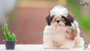 Shih Tzu Puppies