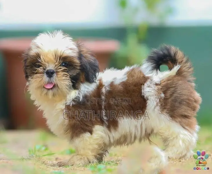 Shih Tzu Puppies