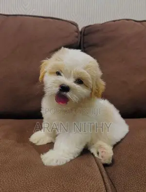 Shih Tzu