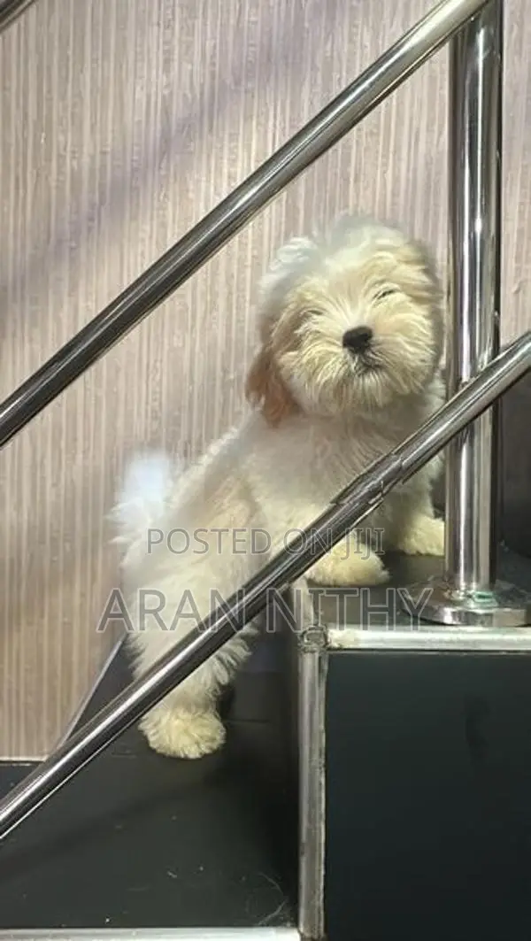 Shih Tzu