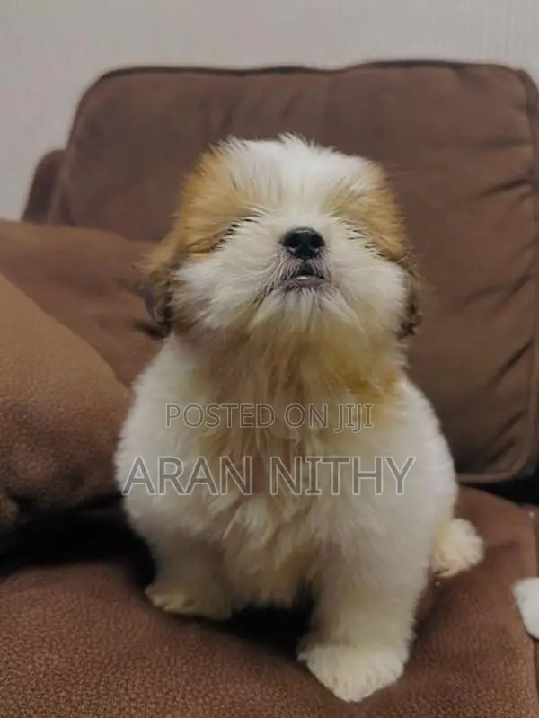 Shih Tzu
