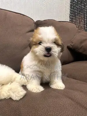 Shih Tzu