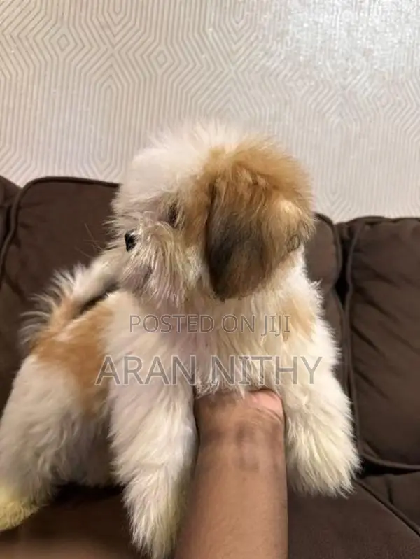 Shih Tzu