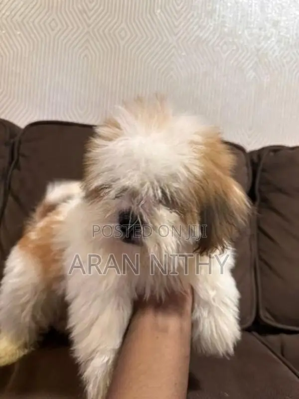 Shih Tzu
