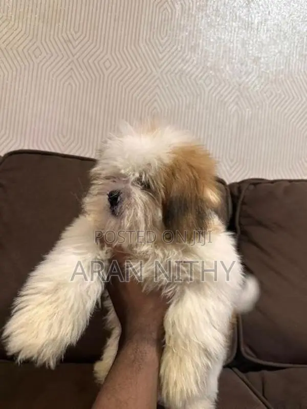 Shih Tzu
