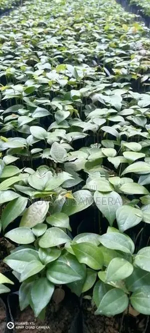 කුරුදු පැළ