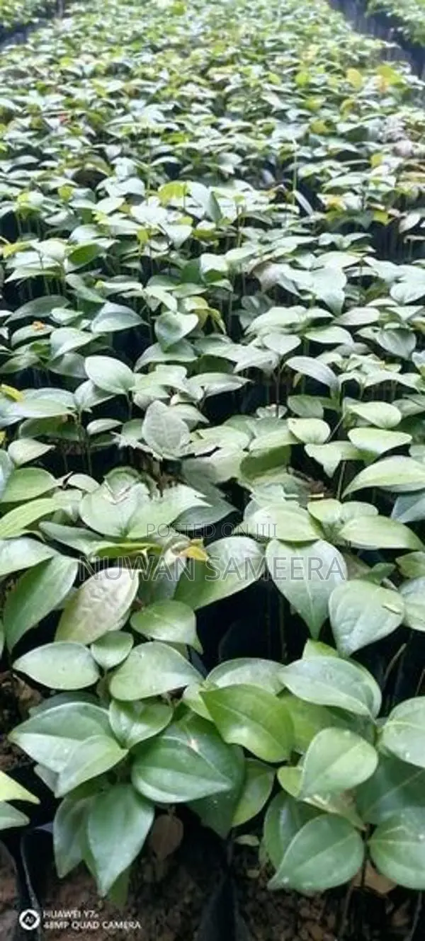 කුරුදු පැළ