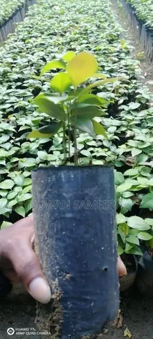 කුරුදු පැළ