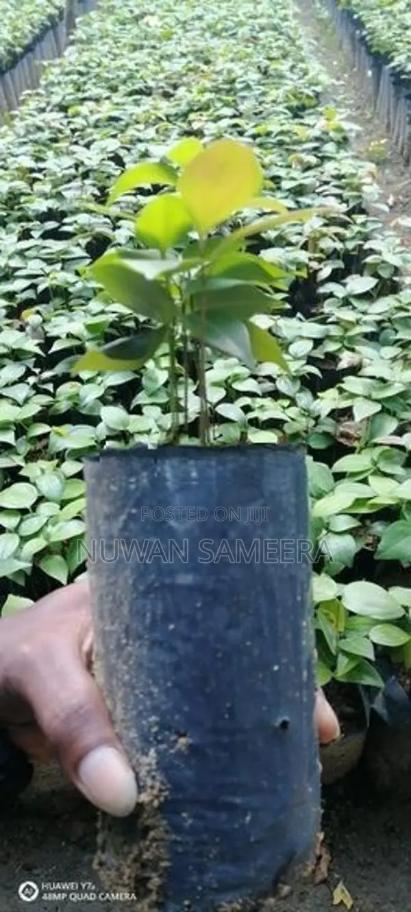 කුරුදු පැළ