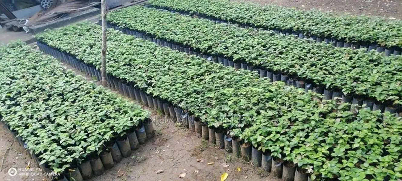 කුරුදු පැළ