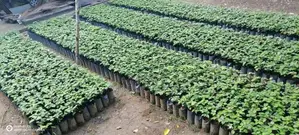 කුරුදු පැළ