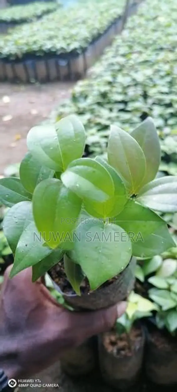 කුරුදු පැළ