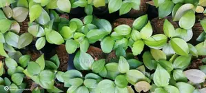 කුරුදු පැළ