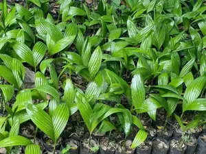 පුවක් පැළ