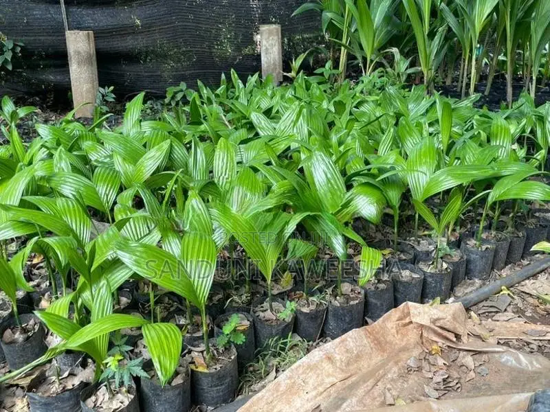 පුවක් පැළ