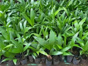 පුවක් පැළ