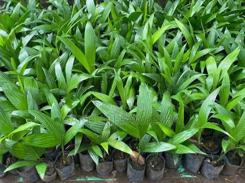 පුවක් පැළ