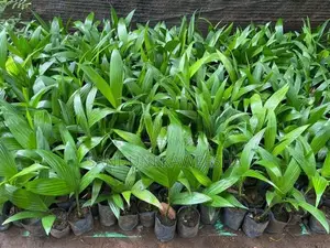පුවක් පැළ