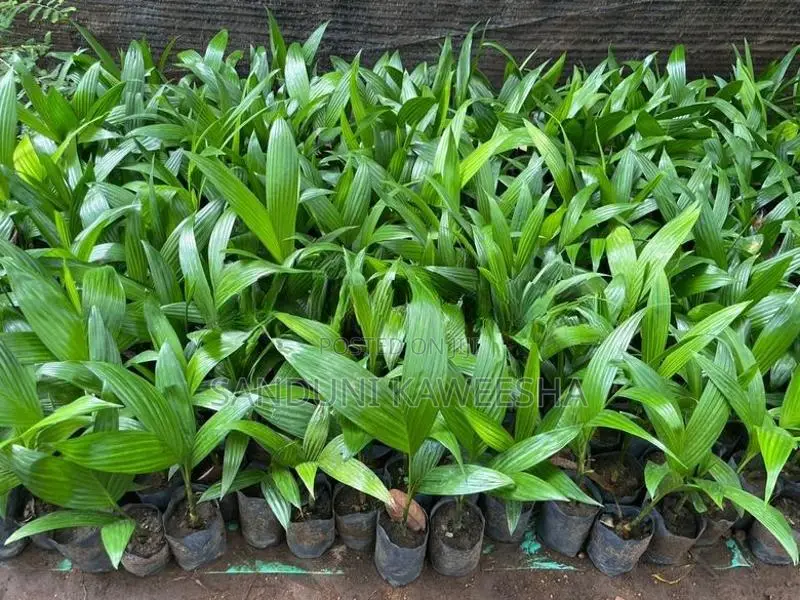 පුවක් පැළ