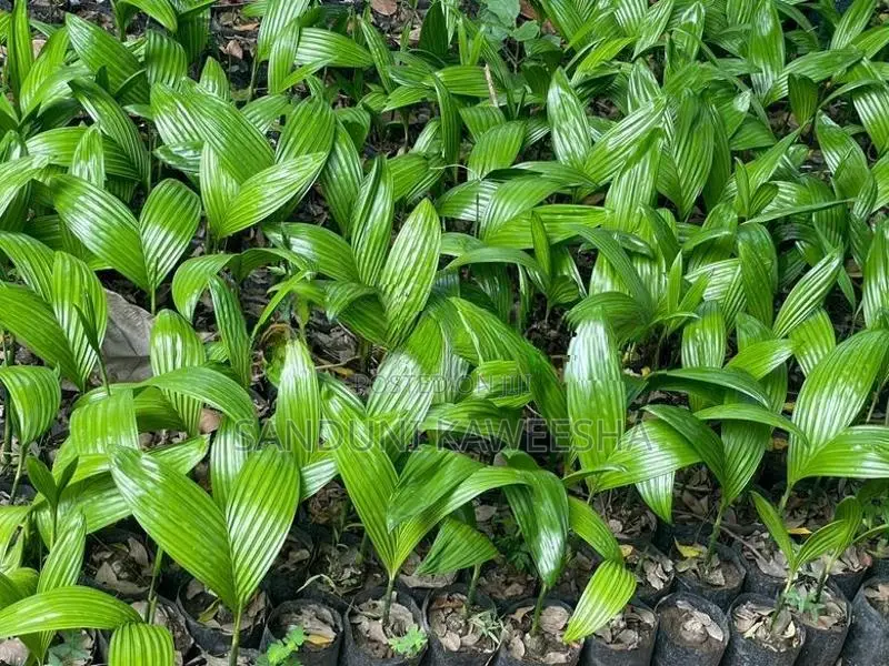 පුවක් පැළ