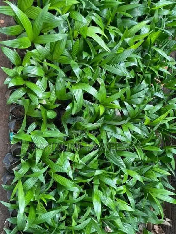 පුවක් පැළ