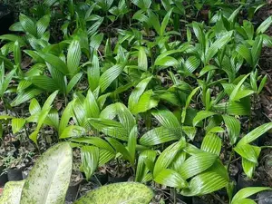 පුවක් පැළ