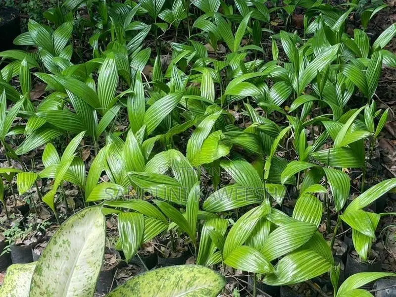 පුවක් පැළ