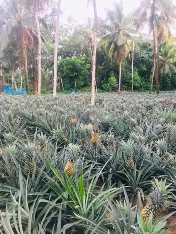 Pineapple Plants - අන්නාසි පැළ