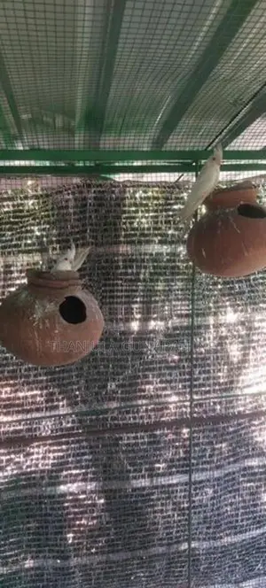 Cockatiel Birds