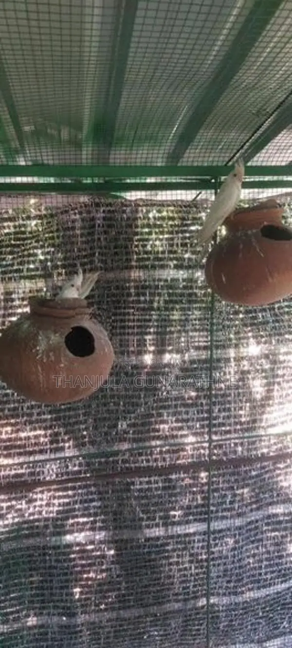 Cockatiel Birds