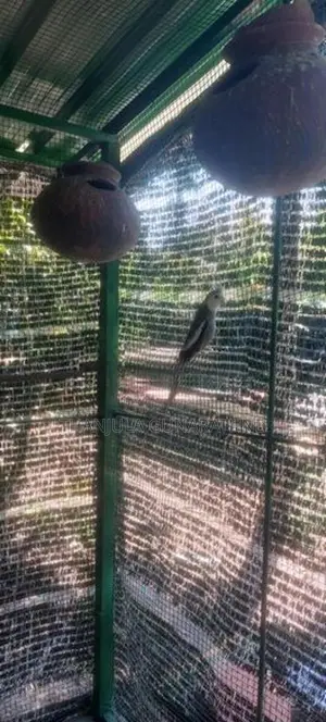 Cockatiel Birds