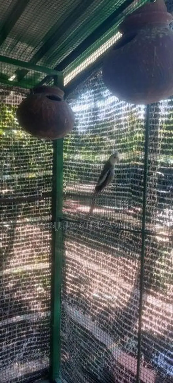 Cockatiel Birds