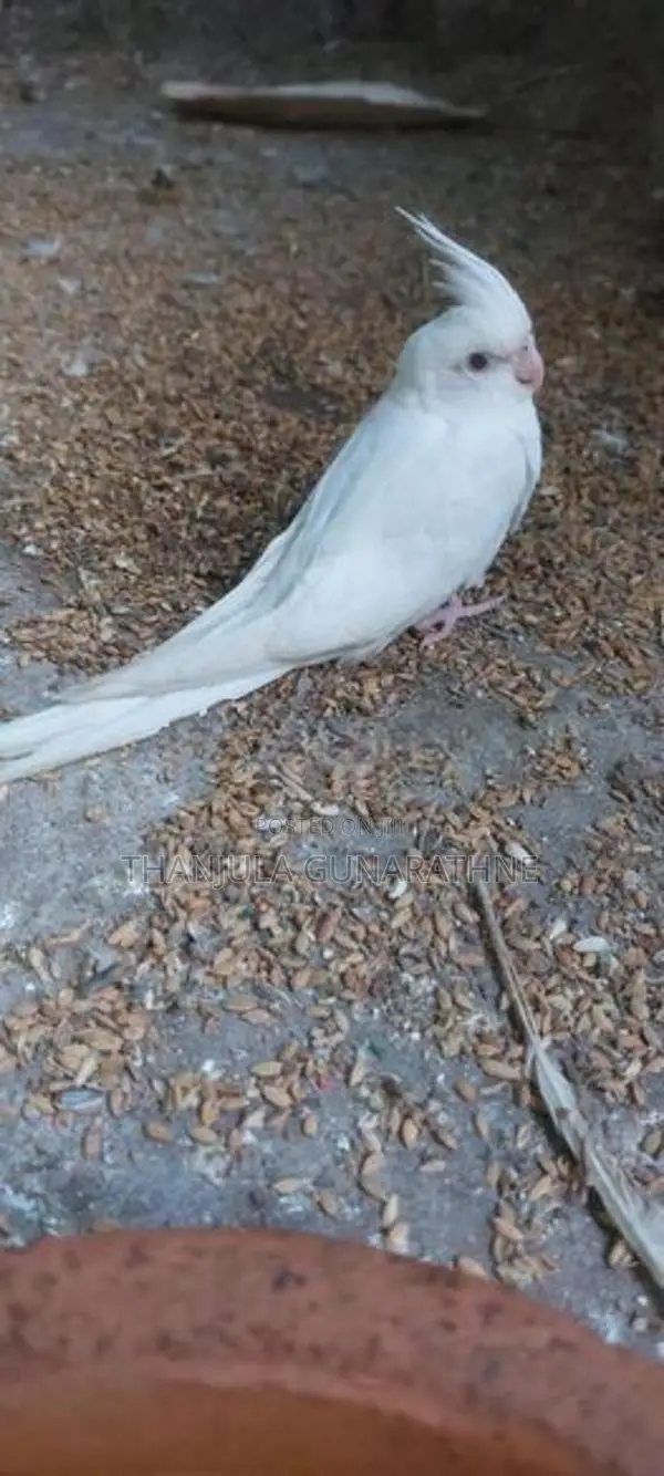 Cockatiel Birds