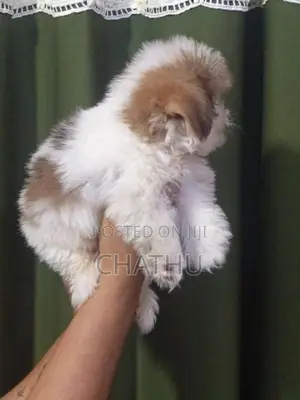 Shitzhu Puppies