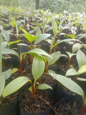 රත් කෙසෙල් පැළ