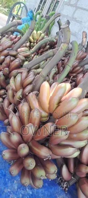 රත් කෙසෙල් පැළ