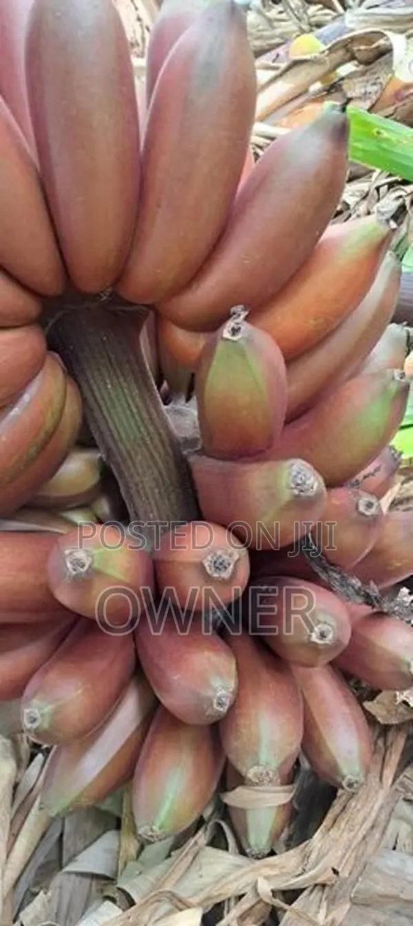 රත් කෙසෙල් පැළ