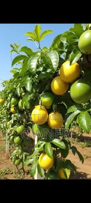 හොරණ හයිබ්‍රිඩ් පැෂන් පැළ