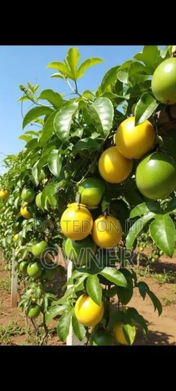 හොරණ හයිබ්‍රිඩ් පැෂන් පැළ
