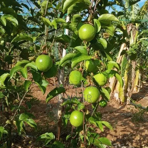 හොරණ හයිබ්‍රිඩ් පැෂන් පැළ