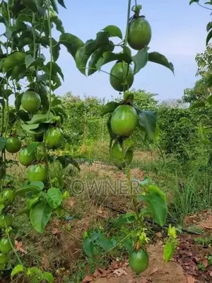 හොරණ හයිබ්‍රිඩ් පැෂන් පැළ